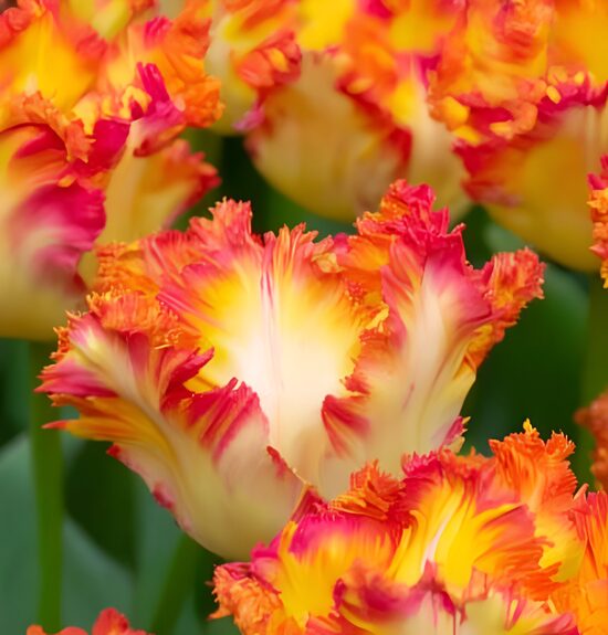 Tulpe 'Carribean Parrot'